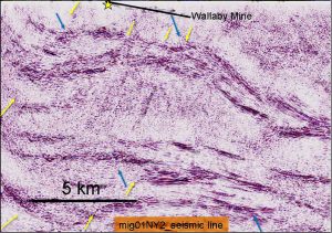 seismic mig01ny02 of Wallaby