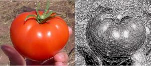 Figure 2. Tobias Bamforth's tomato and EagleEye enhancement