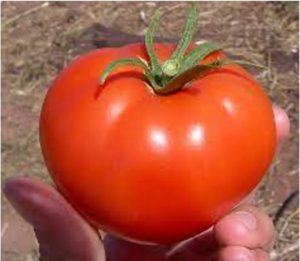 Figure 1. Tobias Bamforth's tomato discussion